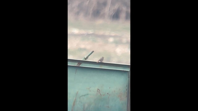 Мойлон гал сүүлт - ML632547941