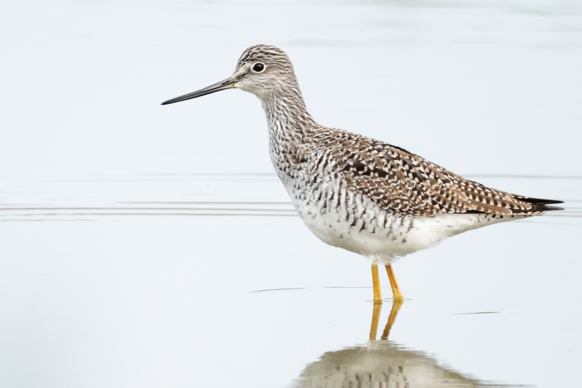 Greater Yellowlegs - Brad Imhoff