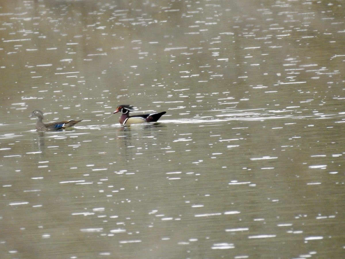 Wood Duck - ML632548172