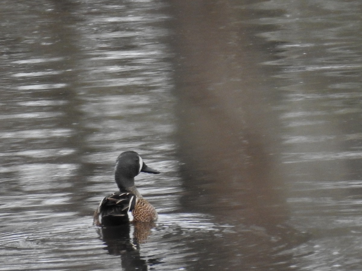 Blue-winged Teal - ML632548198