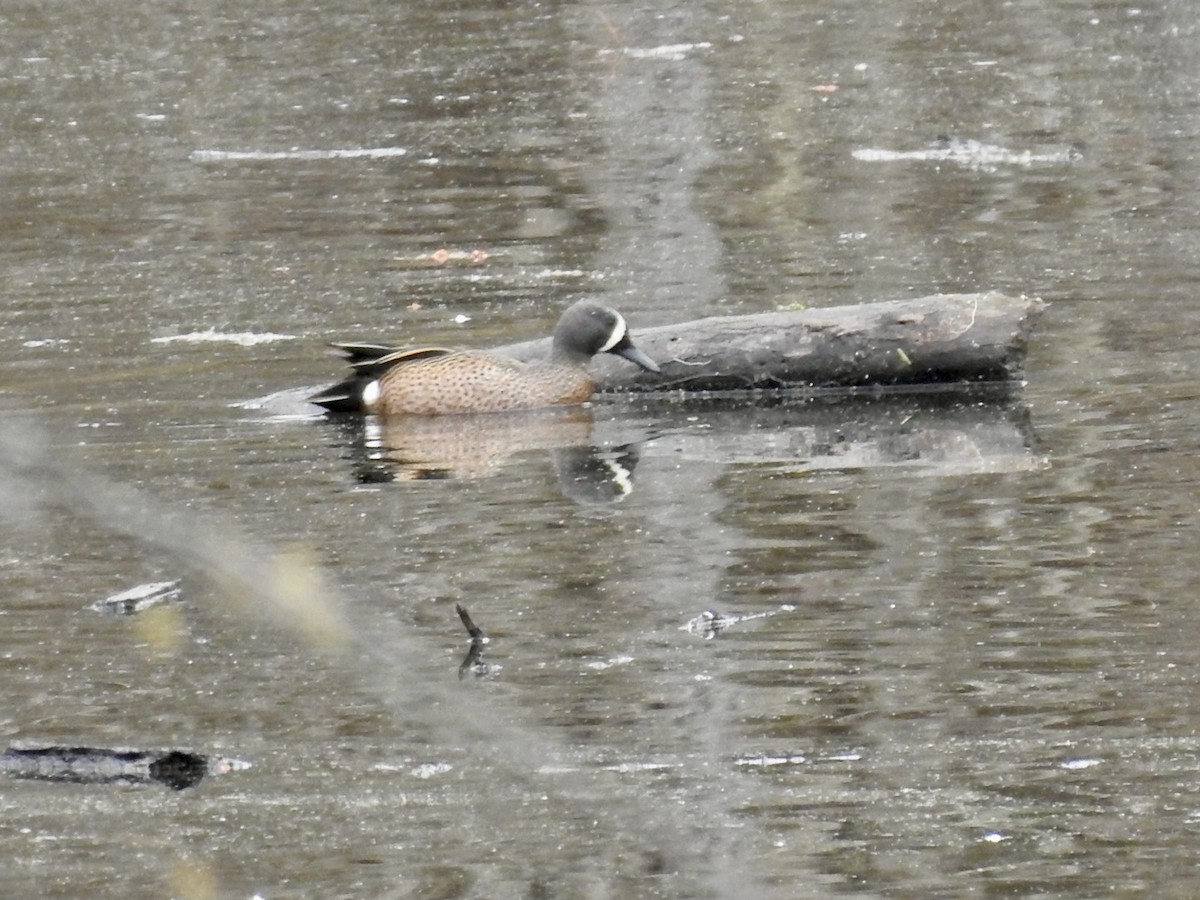 Blue-winged Teal - ML632548199