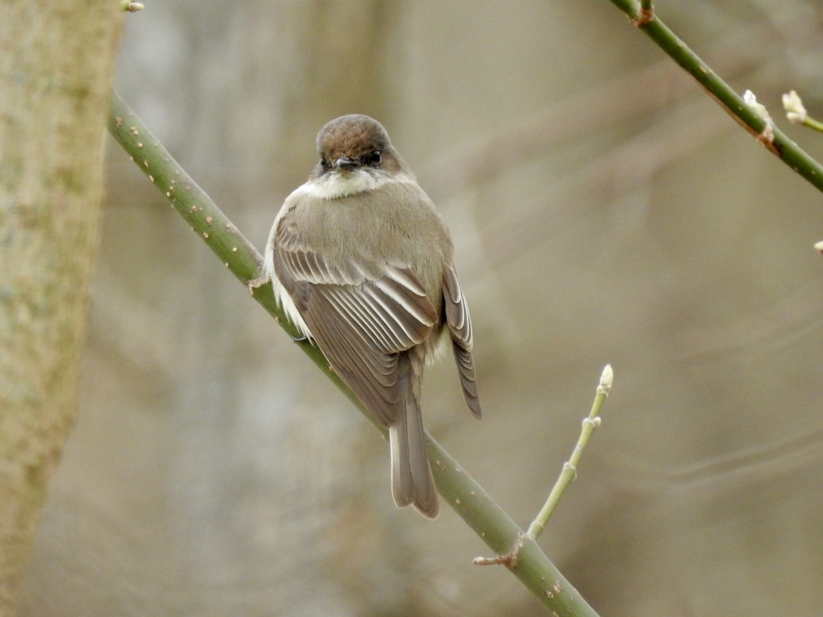 Eastern Phoebe - ML632548220