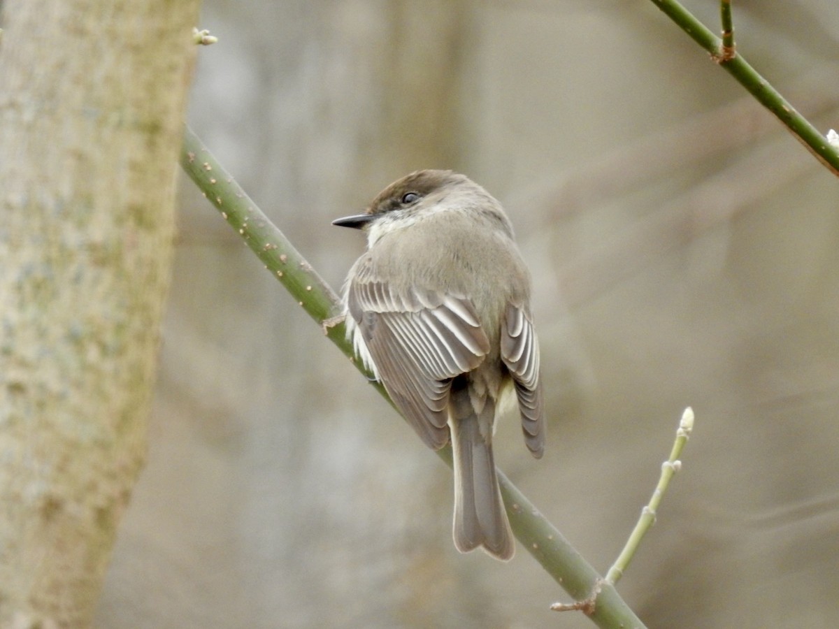 Eastern Phoebe - ML632548221