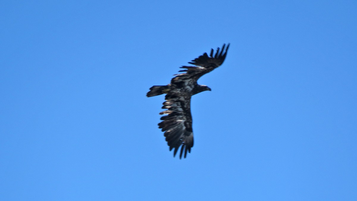 Bald Eagle - ML632548257