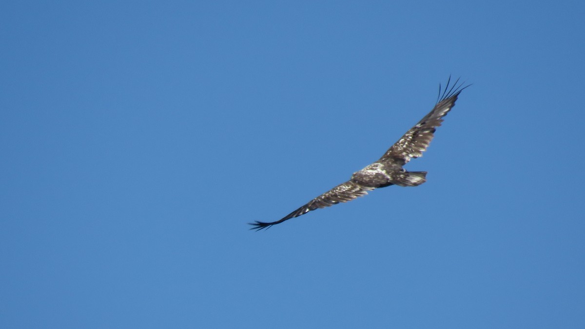 Bald Eagle - ML632548258