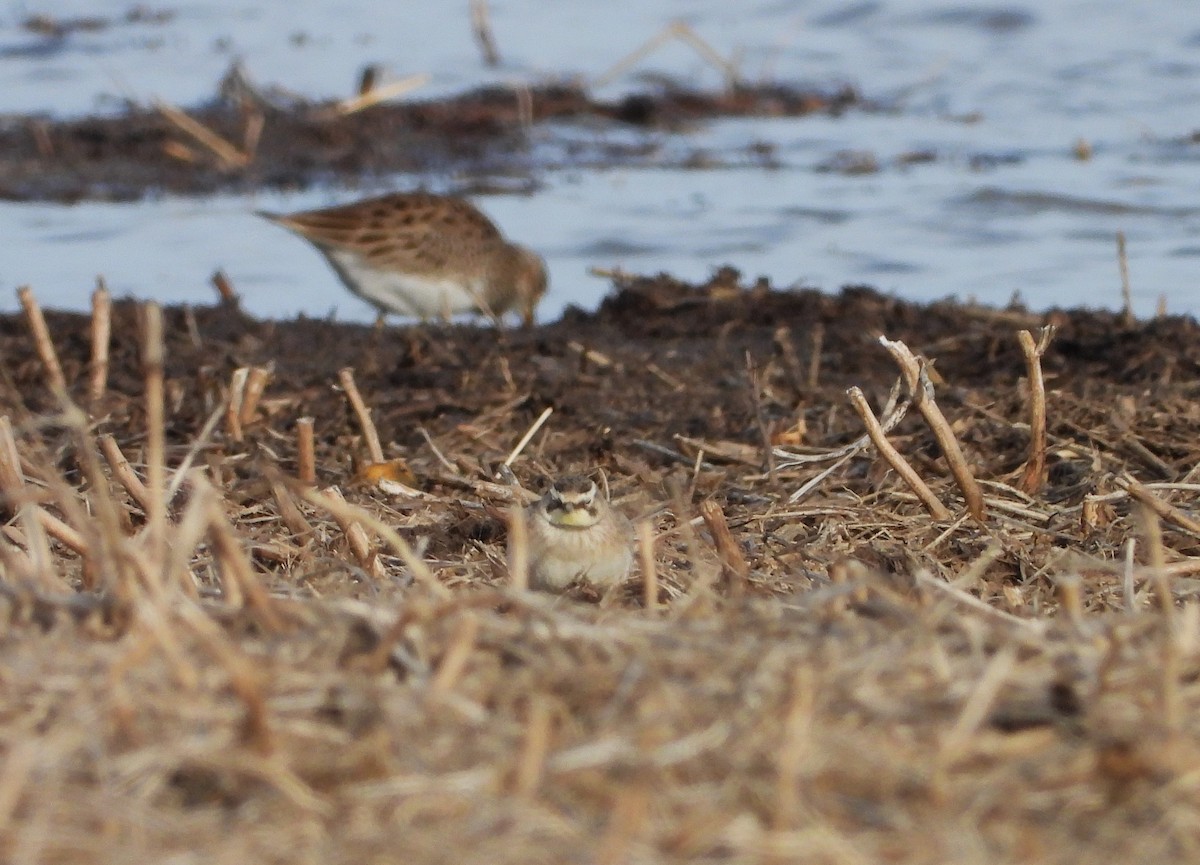 Horned Lark - ML632548308