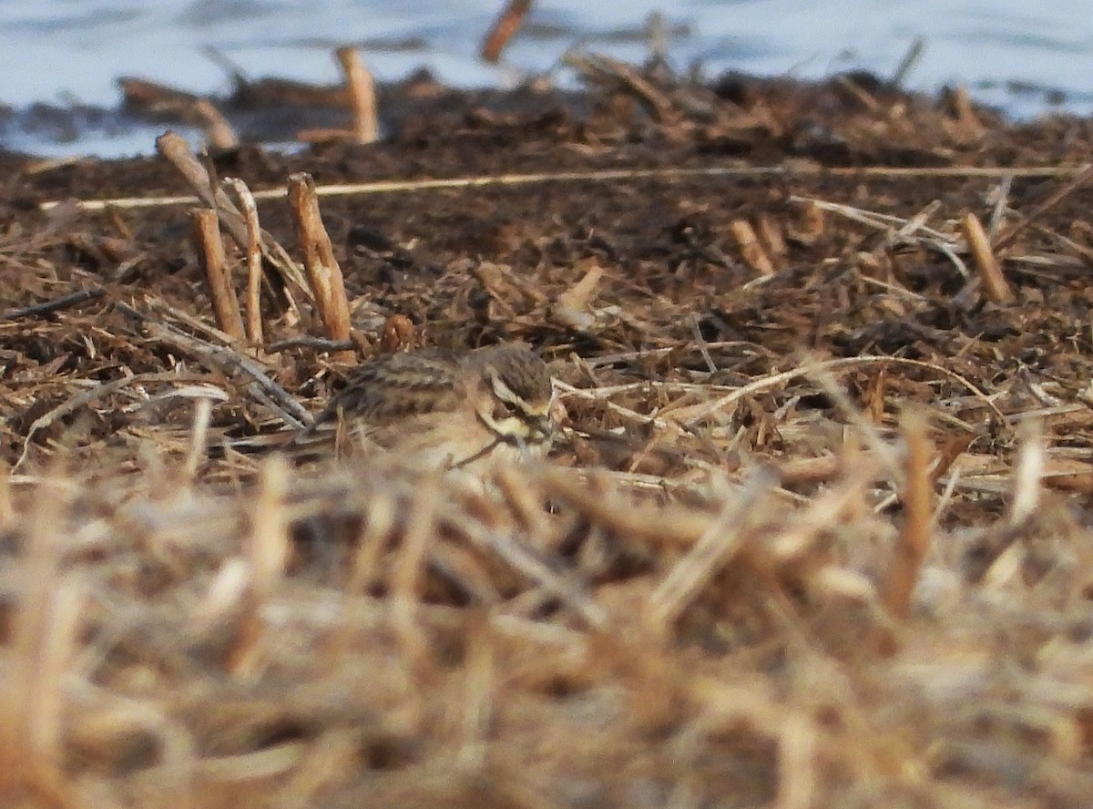 Horned Lark - ML632548437