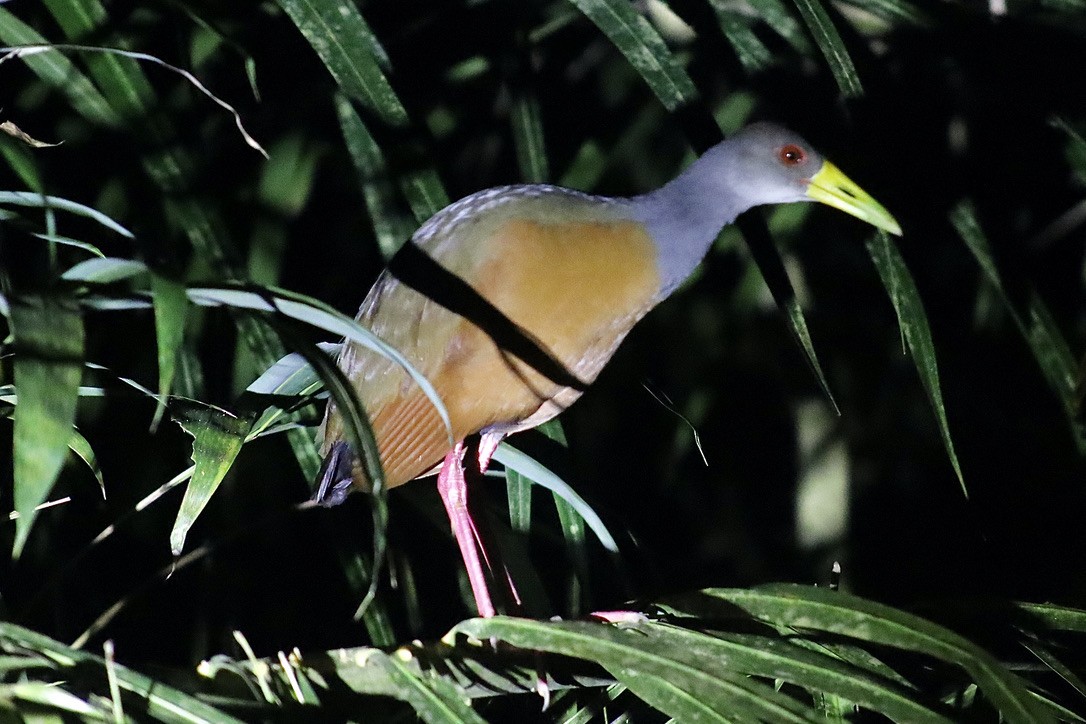 Gray-cowled Wood-Rail - ML632548480