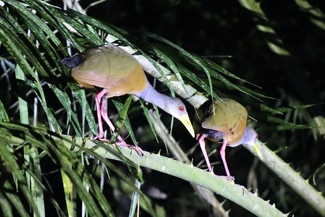Gray-cowled Wood-Rail - ML632548481