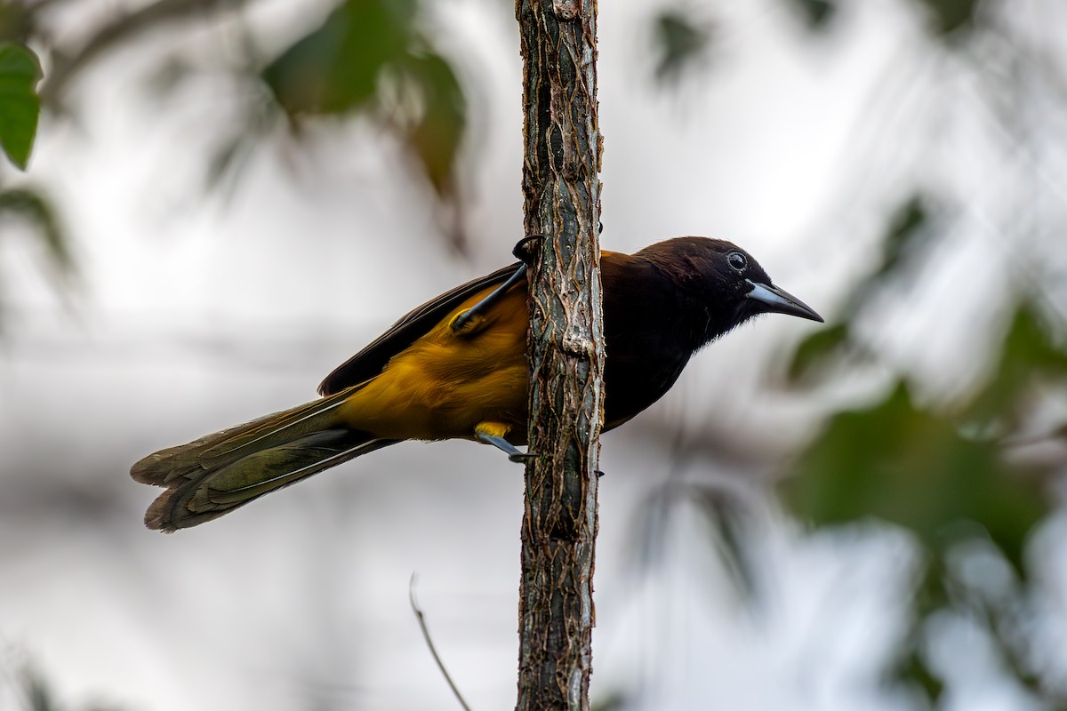 St. Lucia Oriole - ML632548496