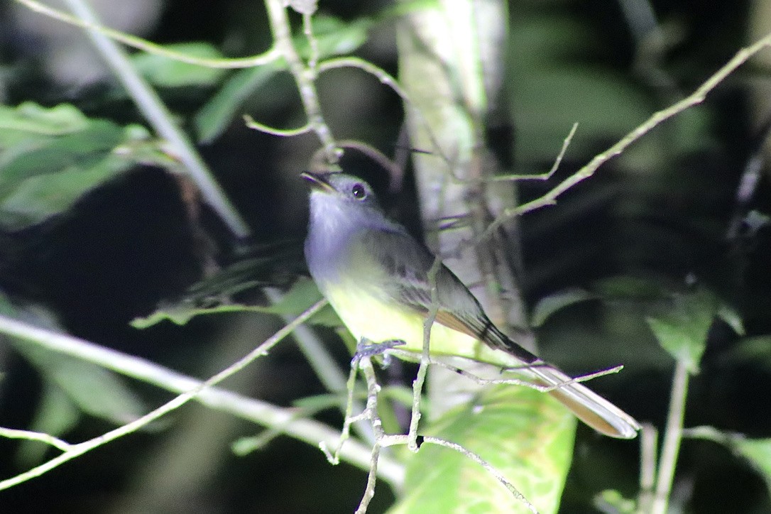 Dusky-capped Flycatcher - ML632548500