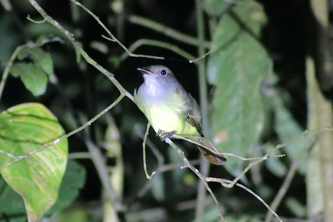 Dusky-capped Flycatcher - ML632548501