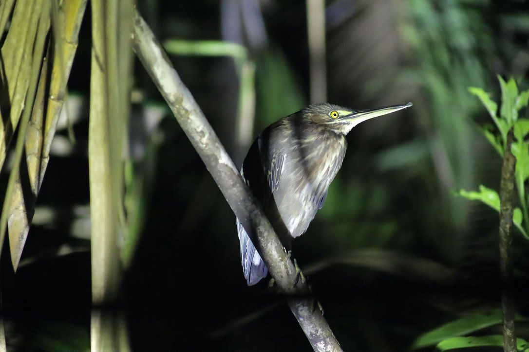 Green Heron - ML632548506