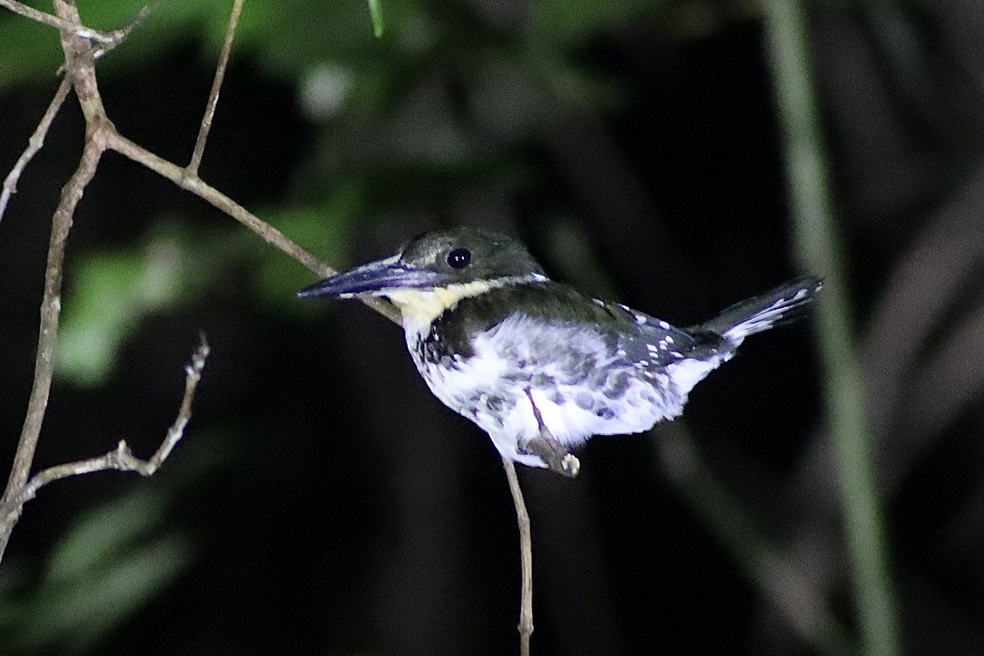 Green Kingfisher - ML632548511