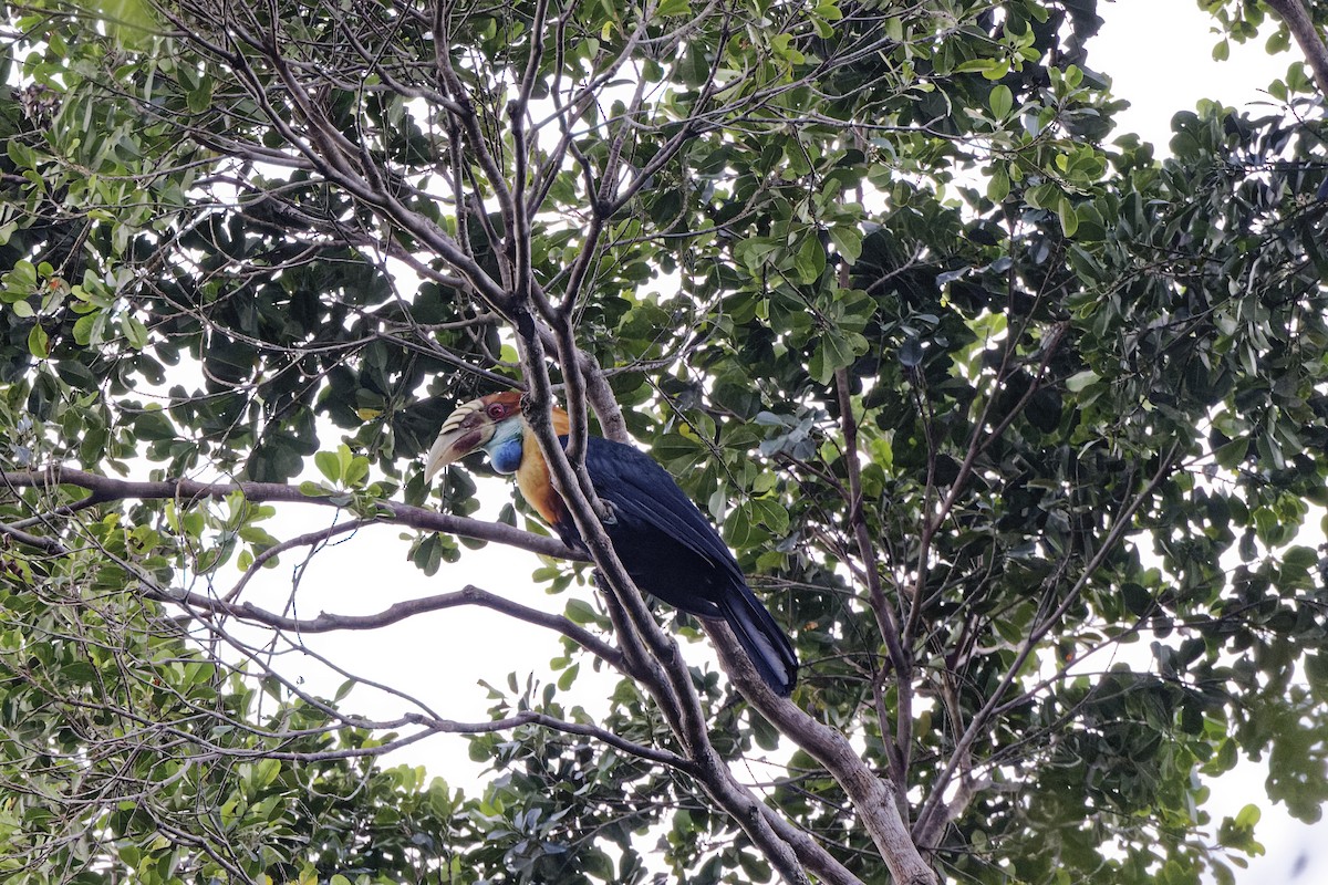 Sumba Hornbill - ML632548527