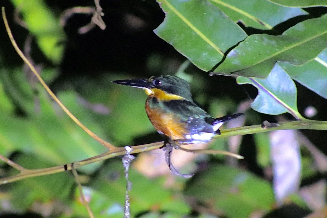 American Pygmy Kingfisher - ML632548540