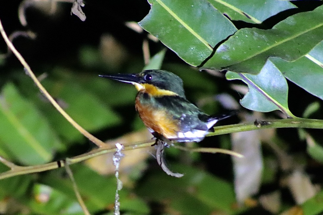 American Pygmy Kingfisher - ML632548541