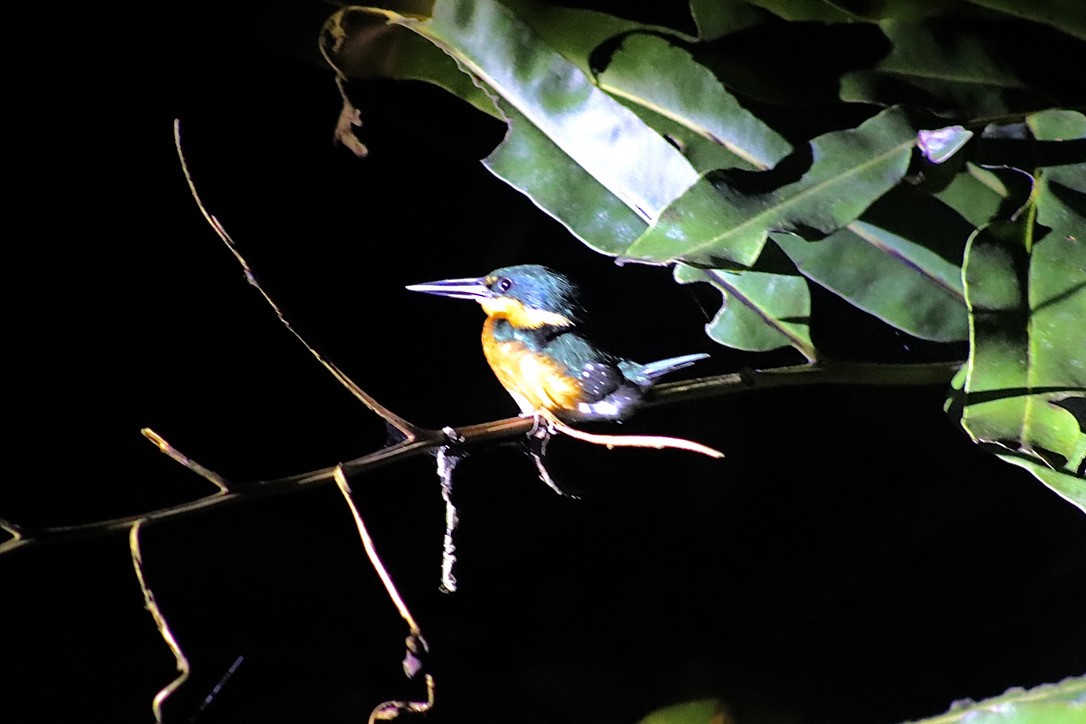 American Pygmy Kingfisher - ML632548542