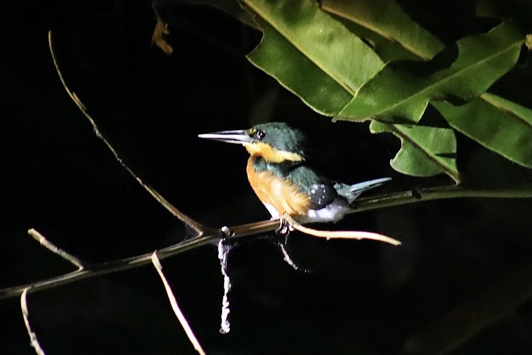 American Pygmy Kingfisher - ML632548543