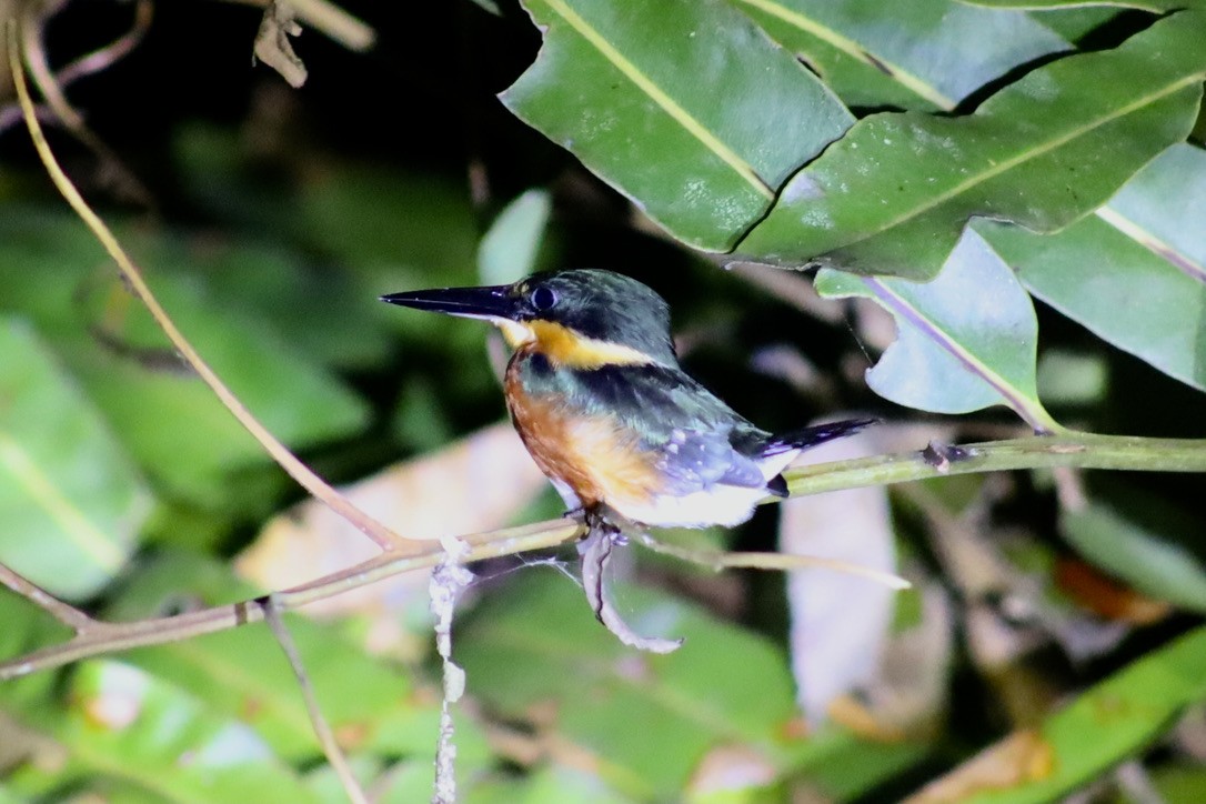 American Pygmy Kingfisher - ML632548544