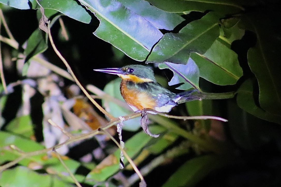 American Pygmy Kingfisher - ML632548545