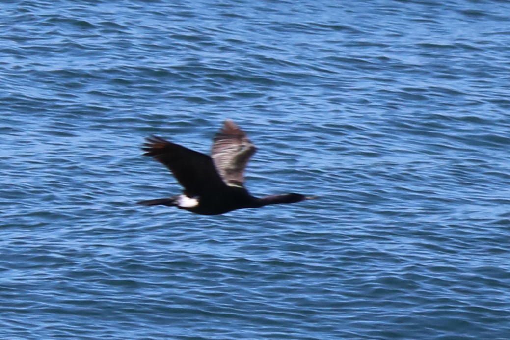 Pelagic Cormorant - ML632548561