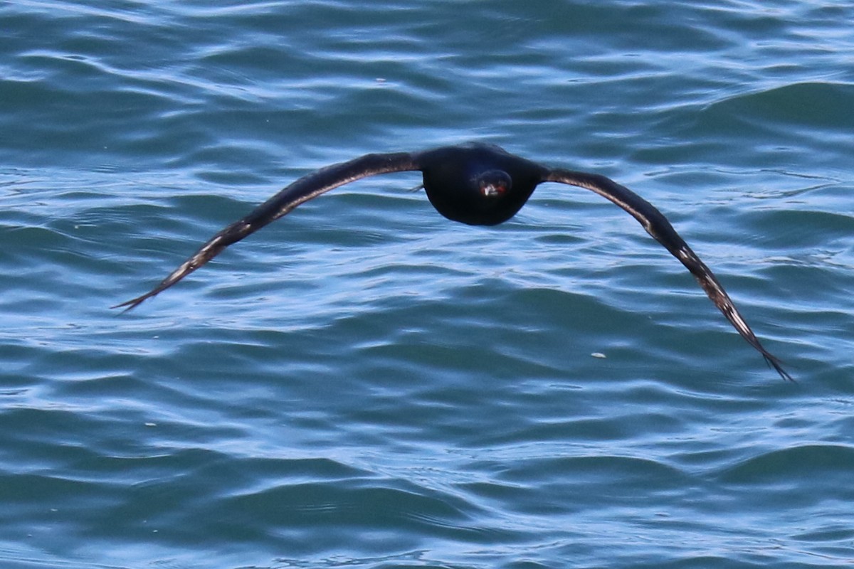 Pelagic Cormorant - ML632548562