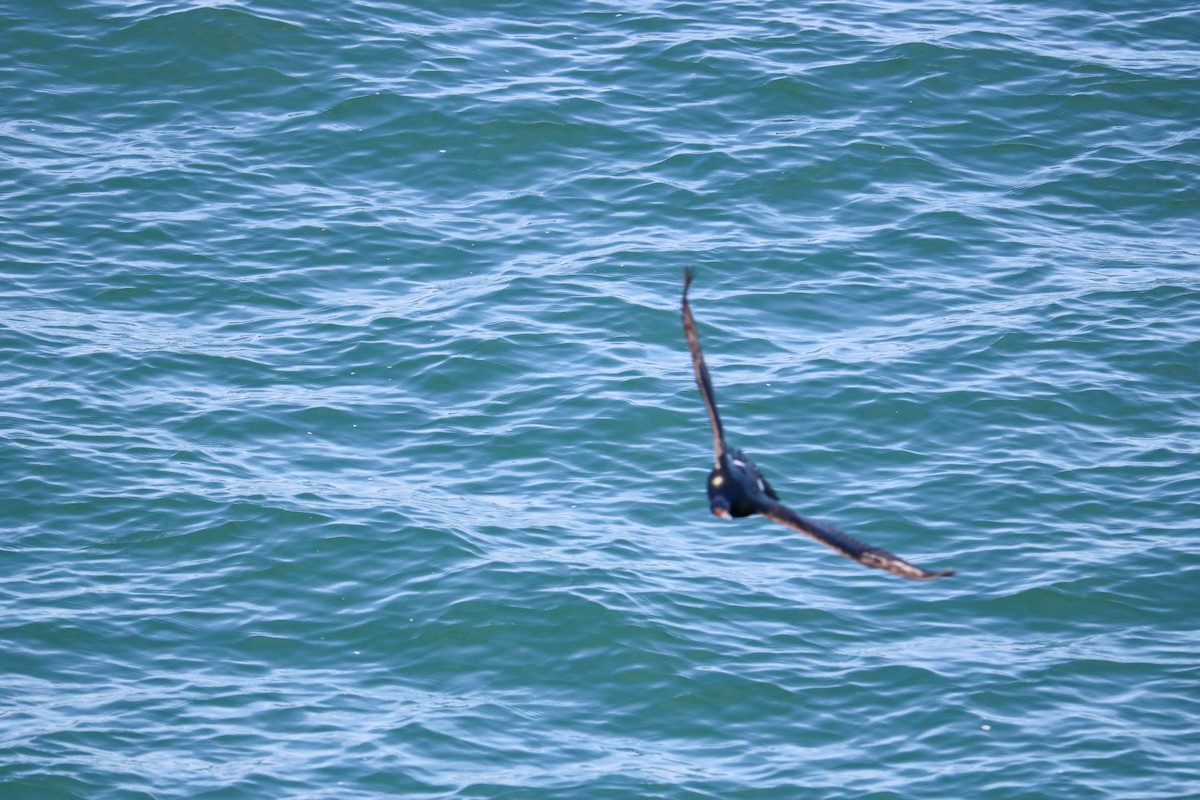 Pelagic Cormorant - ML632548563