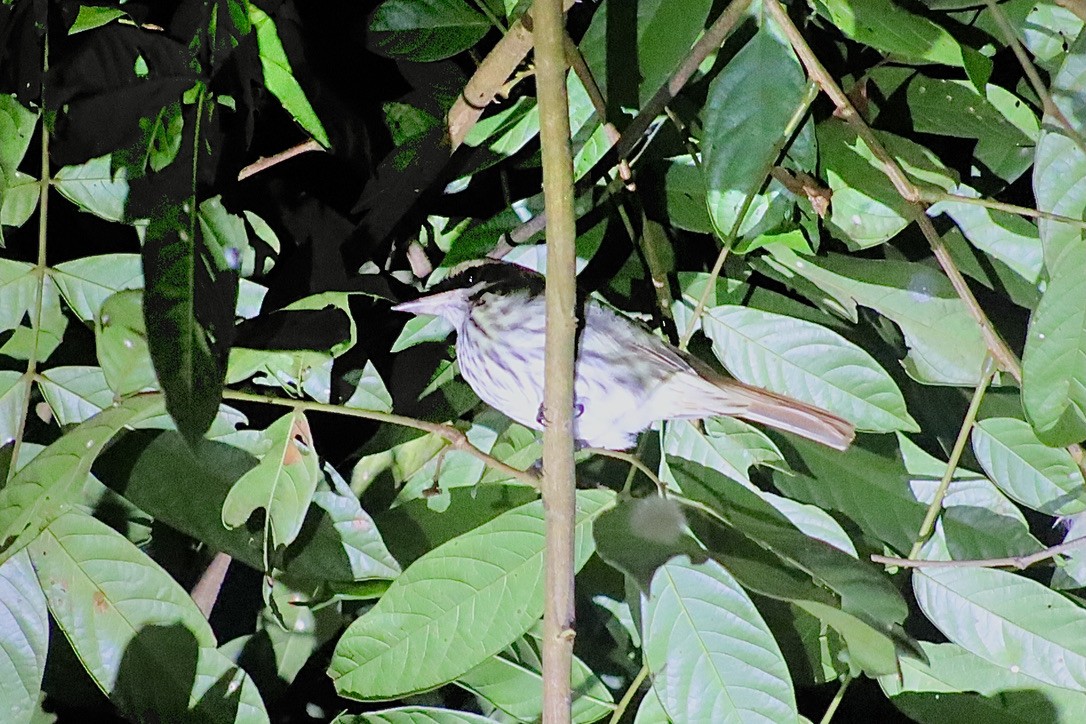 Streaked Flycatcher - ML632548575