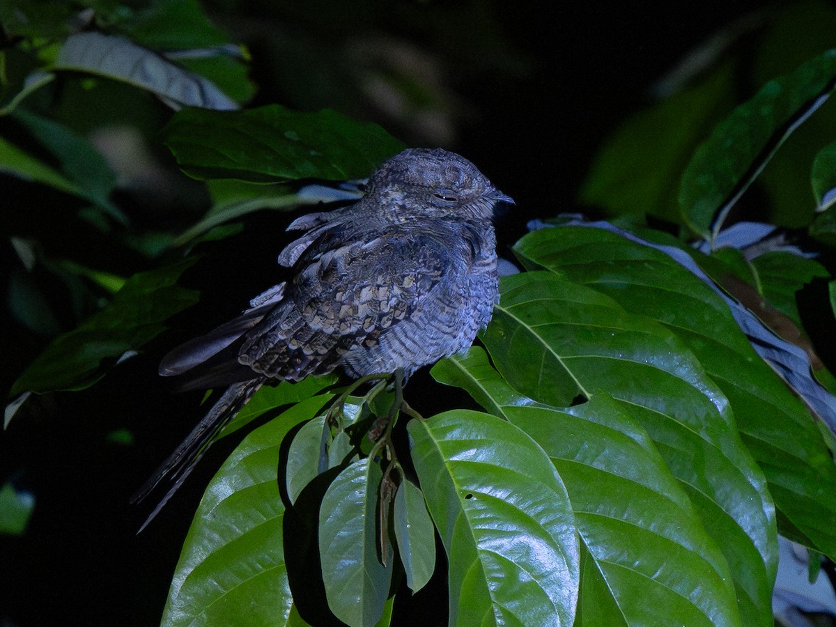 Ladder-tailed Nightjar - ML632548687