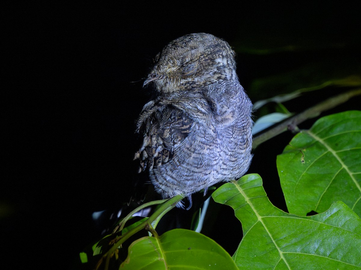 Ladder-tailed Nightjar - ML632548688