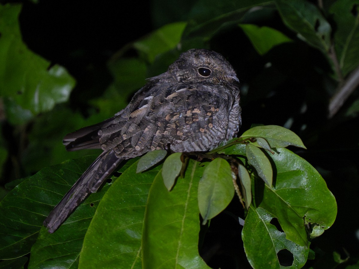 Ladder-tailed Nightjar - ML632548692