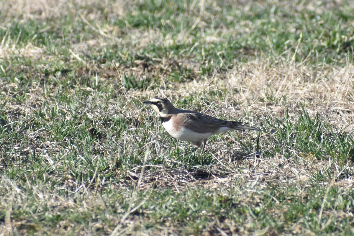 Horned Lark - ML632548712