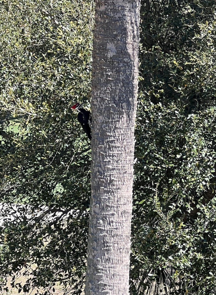 Pileated Woodpecker - ML632548732