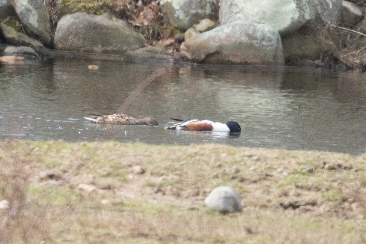 Canard souchet - ML632548735