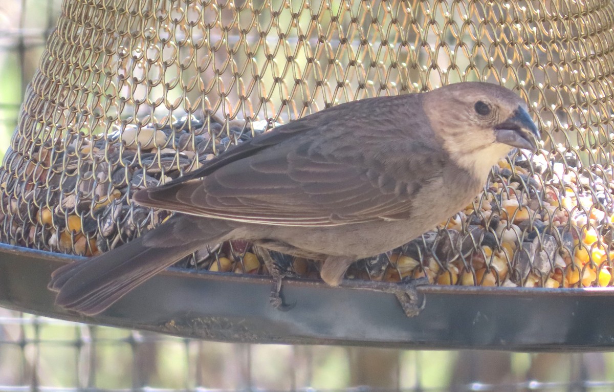 Brown-headed Cowbird - ML632548847