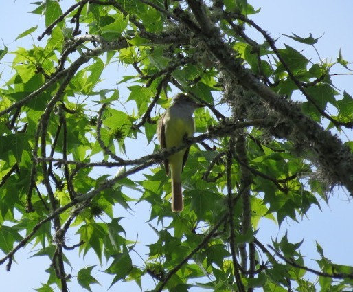Great Crested Flycatcher - ML632548930