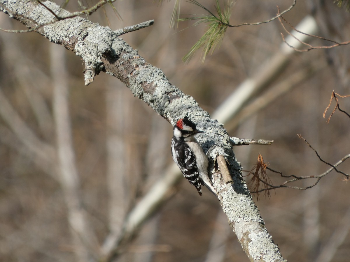 Downy Woodpecker - ML632548961