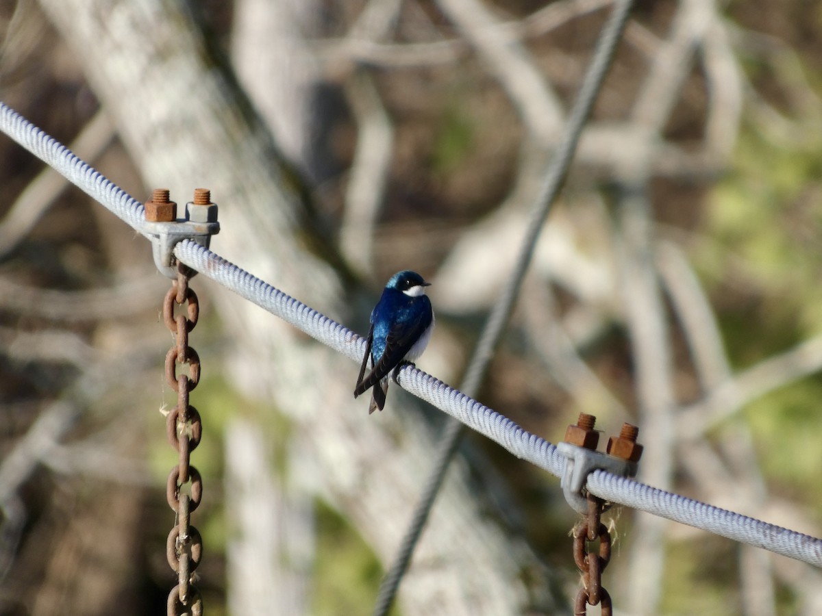 Tree Swallow - ML632548979