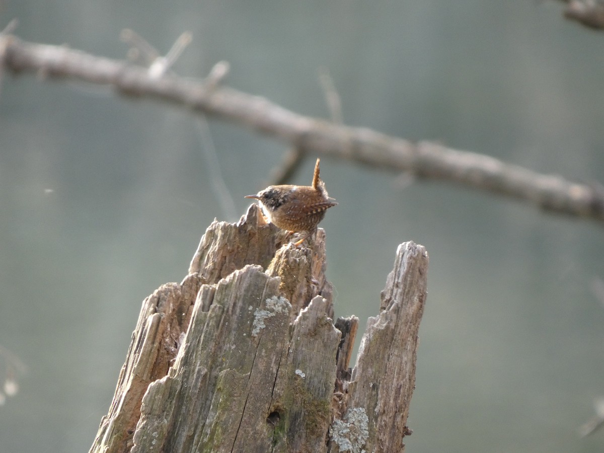 Winter Wren - ML632548993