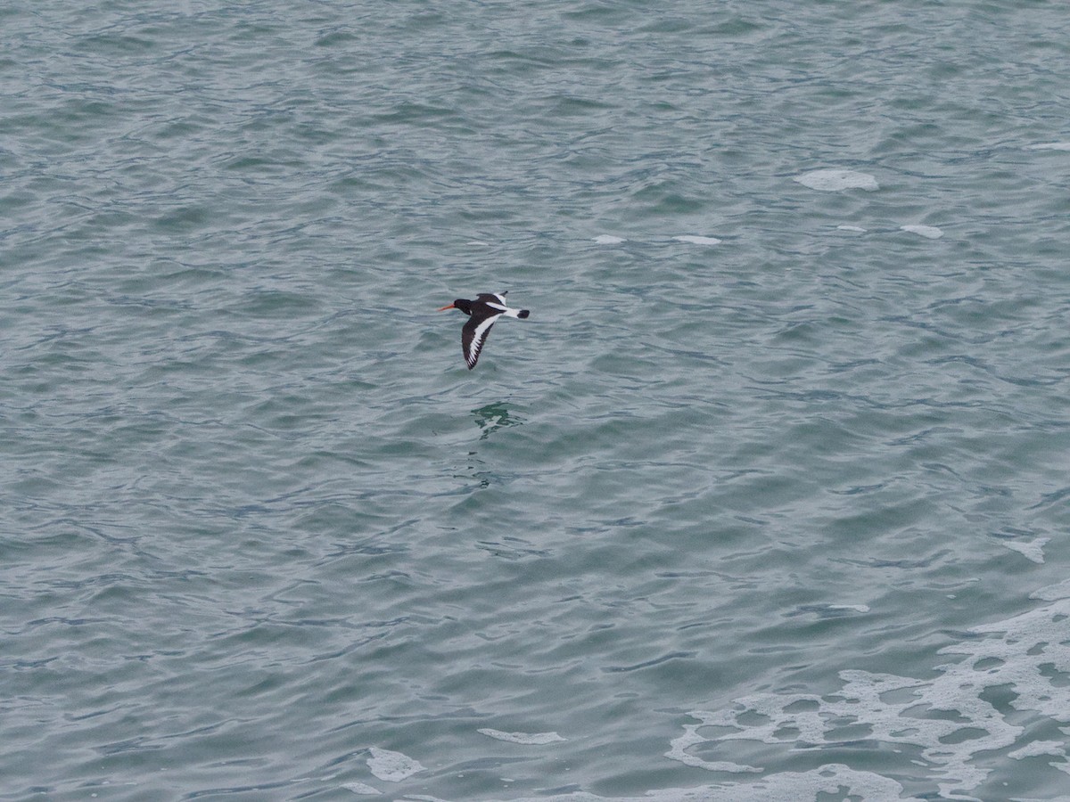Eurasian Oystercatcher - ML632549100