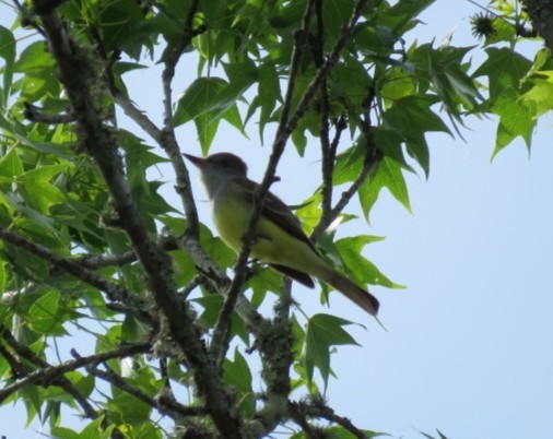 Great Crested Flycatcher - ML632549119