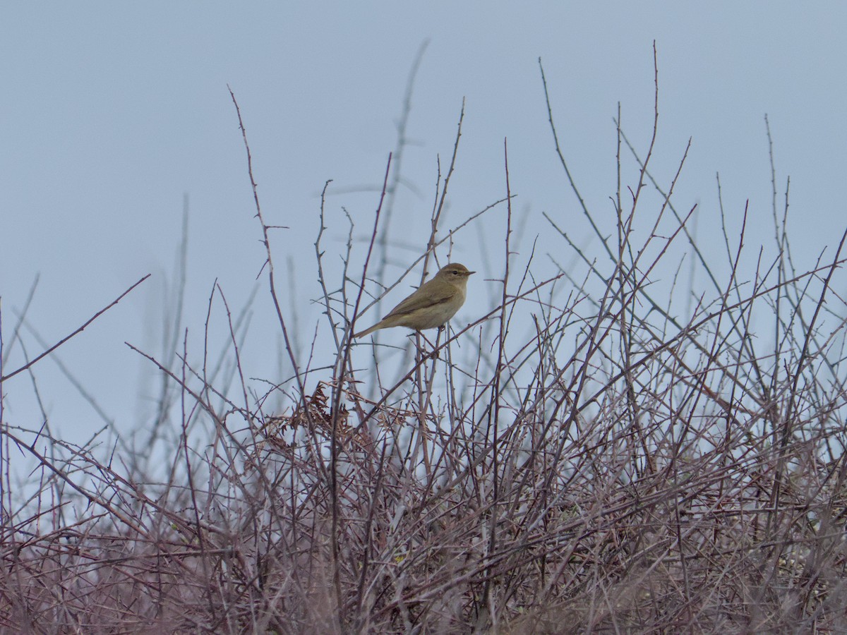 Common Chiffchaff - ML632549121