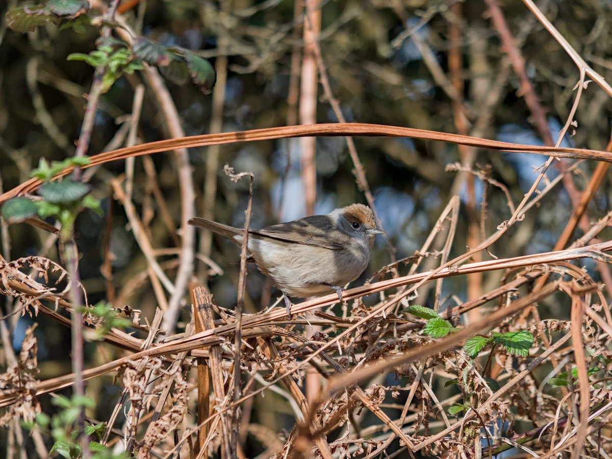 Eurasian Blackcap - ML632549130