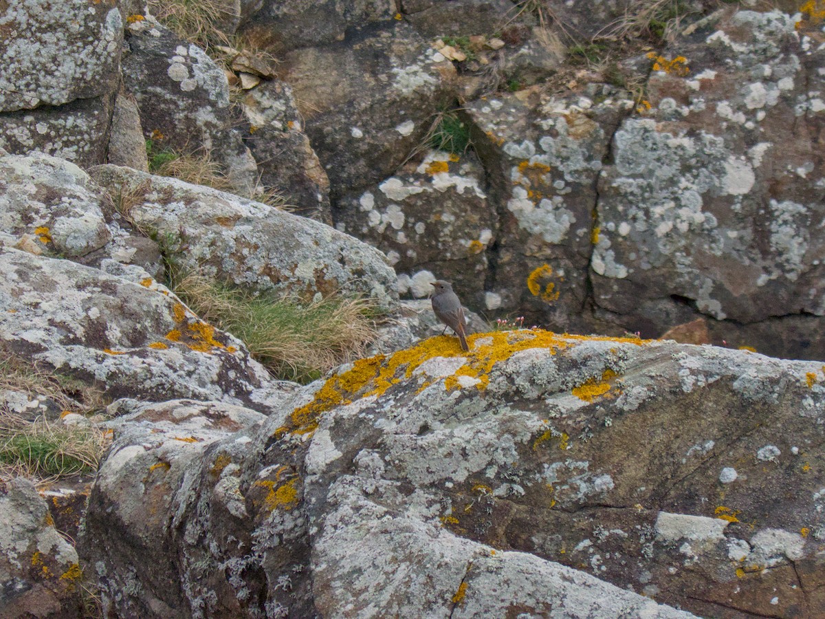 Black Redstart - ML632549133