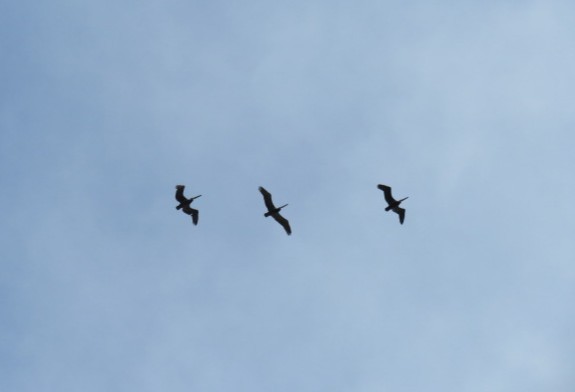 Brown Pelican - ML632549187