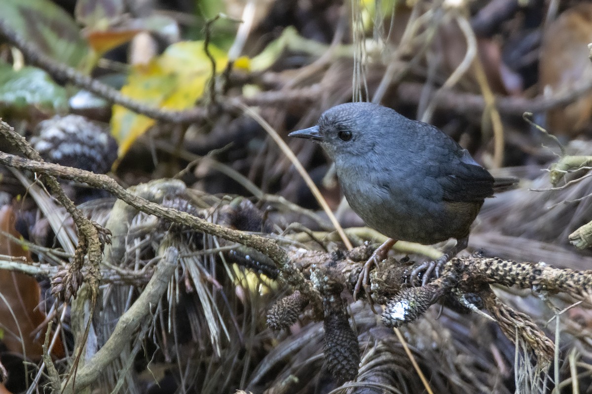 Caracas Tapaculo - ML632549268