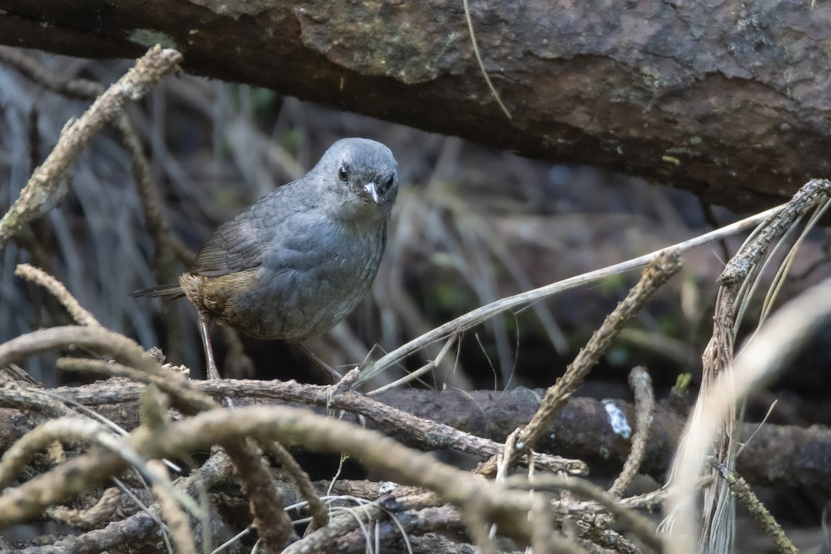 Caracas Tapaculo - ML632549269