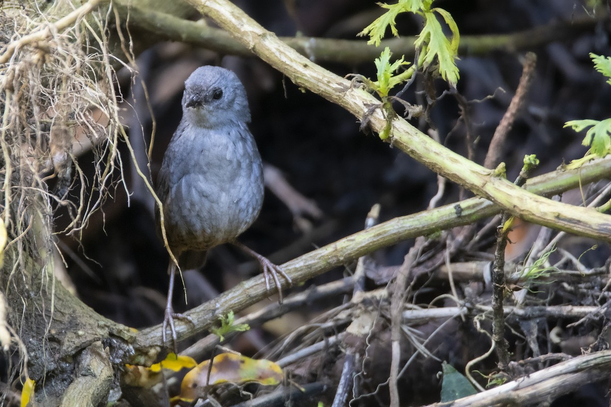Caracas Tapaculo - ML632549270