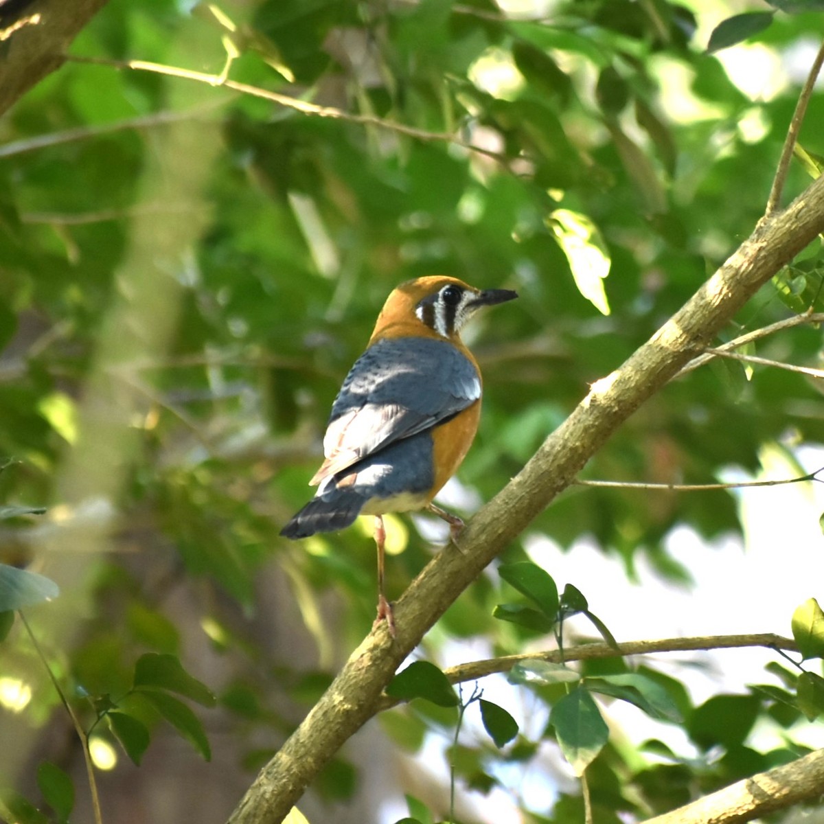 Orange-headed Thrush - ML632549281